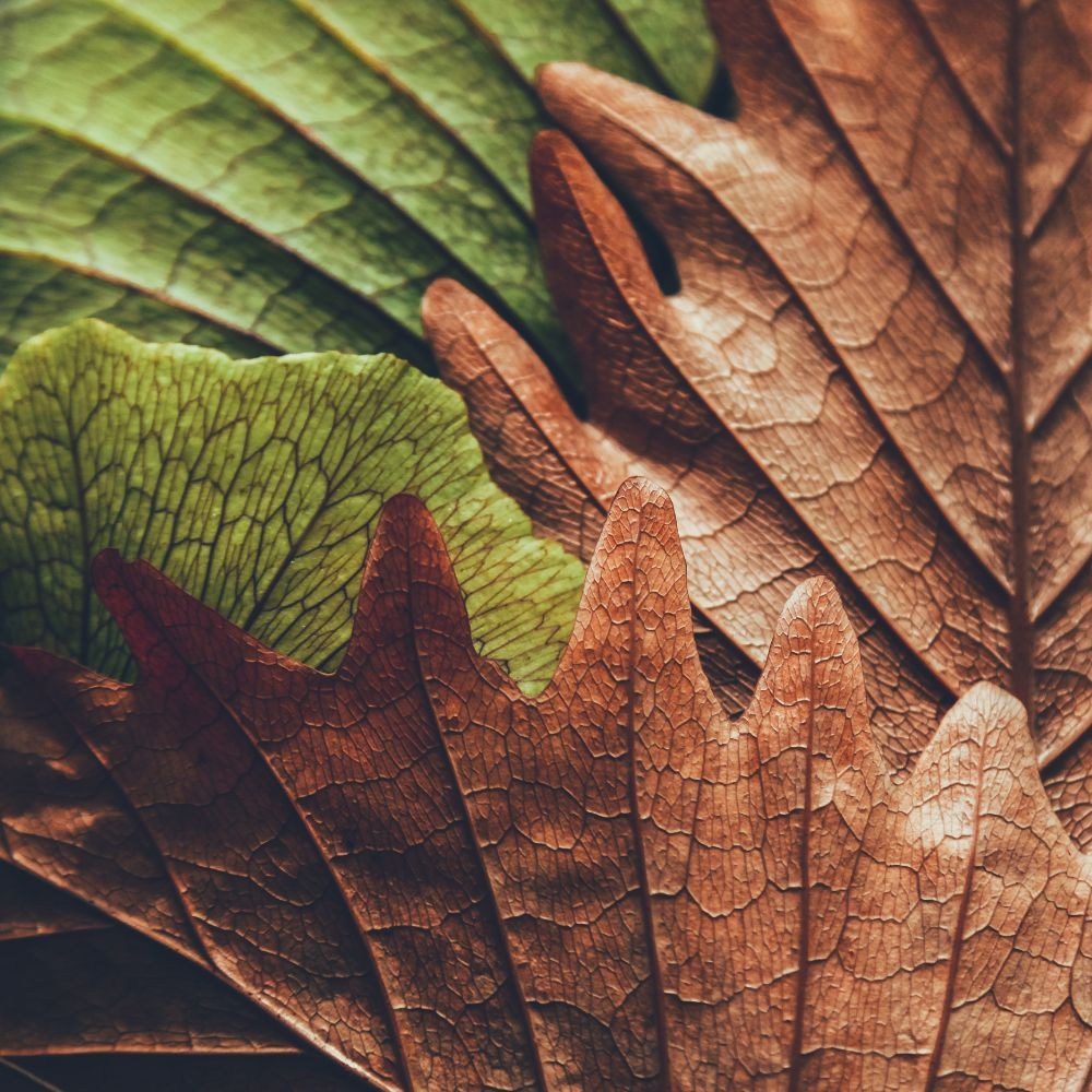 Fallen leaves on forest floor